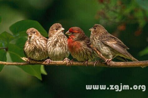 夢到幼鳥|夢見鳥、小鳥